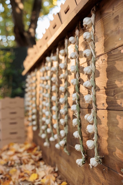 Kostenloses Foto lokale eco-heimische knoblauchzwiebeln hängen am marktzähler der bauern.