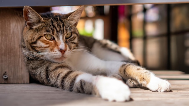 Lokale streunende Katze mit Streifen, die bei Tageslicht unter einem Tisch auf der türkischen Straße chillt