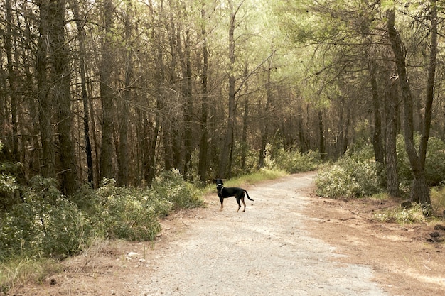 Long Shot eines griechischen Hundes auf einem Bergschmutzweg in Athen, Griechenland