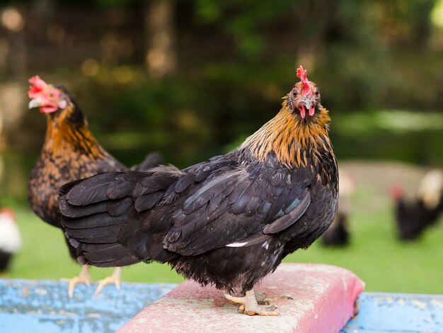 Long Shot Farm Vögel im Freien