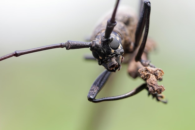 Longhorn Beetle Closeup Gesicht auf Ast