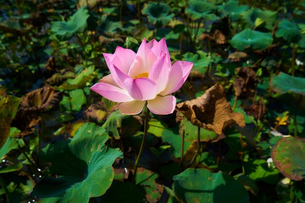 Lotus Blume