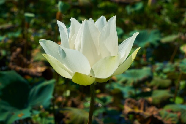 Lotus Blume