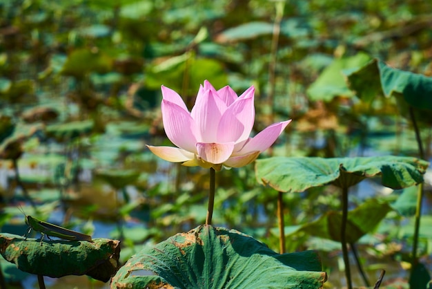 Lotus Blume