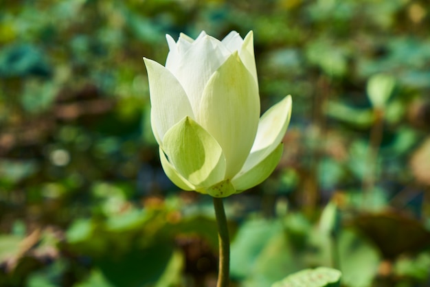 Lotus Blume