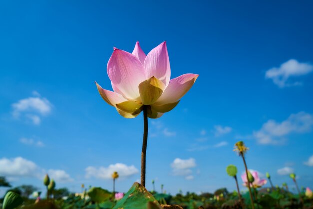 Lotus Blume