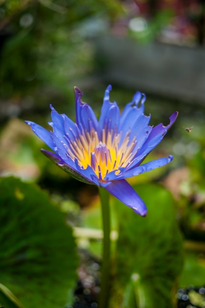 Lotus einzigen Frieden exotische Farbe