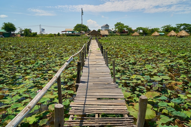 Lotus-Plantage