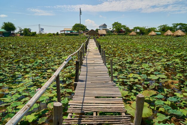 Lotus-Plantage