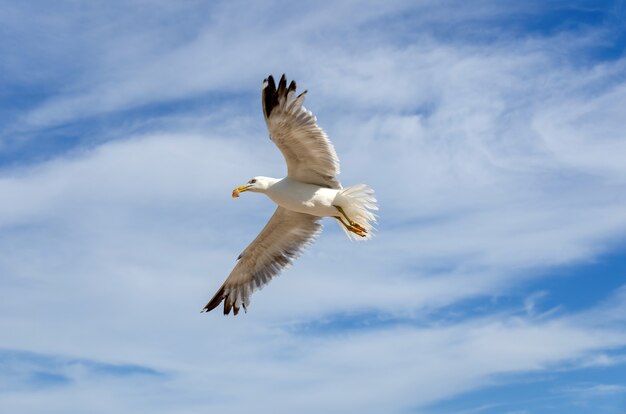 Low Angle Shot der europäischen Silbermöwe im Flug unter einem bewölkten Himmel