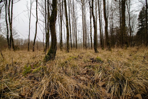 Low Angle Shot eines gruseligen Waldes mit nebliger Umgebung