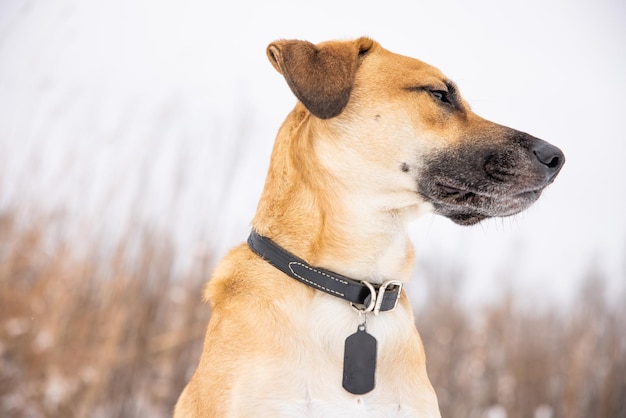 Low angle shot eines niedlichen heimischen black mouth cur