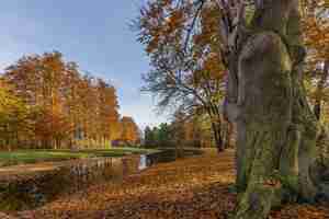 Kostenloses Foto low angle shot eines parks mit einem see und bäumen mitten in einem kühlen tag