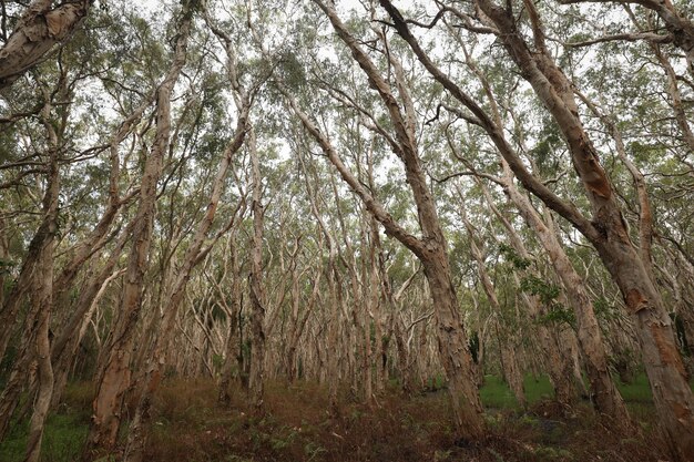 Low Angle Shot von halbkahlen hohen Bäumen in einem Wald