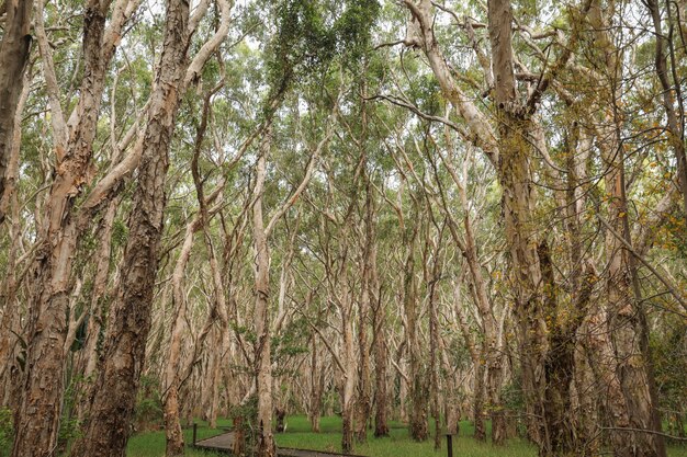 Low Angle Shot von halbkahlen hohen Bäumen in einem Wald