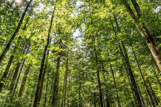 Low Angle Shot von hohen Bäumen im Wald an einem sonnigen Tag