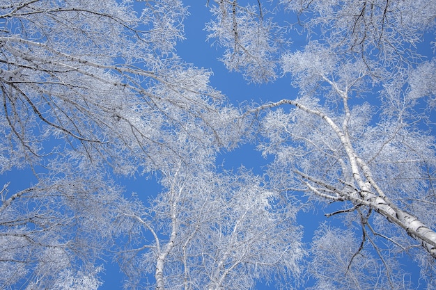 Low Angle Shot von schneebedeckten Bäumen mit einem klaren blauen Himmel in der