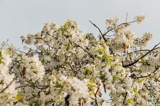 Low Angle Shot von schönen weißen Blüten mit dem blauen Himmel