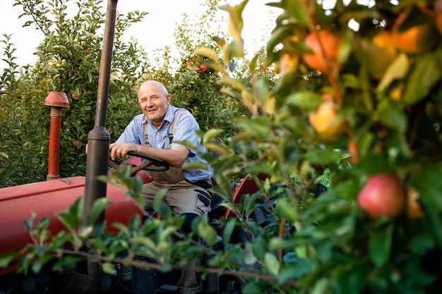 Älterer Arbeiter, der seine alte Traktormaschine im Retro-Stil durch Apfelgarten fährt