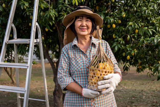 Älterer asiatischer Landwirt, der frische süße gelbe Marian-Pflaumen oder Gandaria-Frucht Maprang oder Mayongchit exotische tropische Früchte erntet