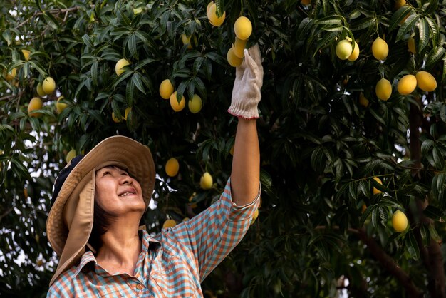 Älterer asiatischer Landwirt, der frische süße gelbe Marian-Pflaumen oder Gandaria-Frucht Maprang oder Mayongchit exotische tropische Früchte erntet