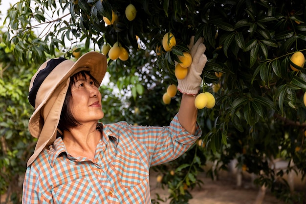 Älterer asiatischer Landwirt, der frische süße gelbe Marian-Pflaumen oder Gandaria-Frucht Maprang oder Mayongchit exotische tropische Früchte erntet