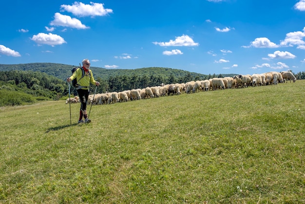 Älterer männlicher Wanderer, der mit Schafen durch eine Weide geht