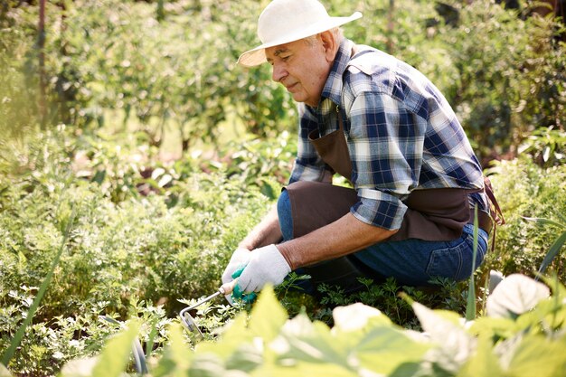 Älterer Mann, der im Feld arbeitet