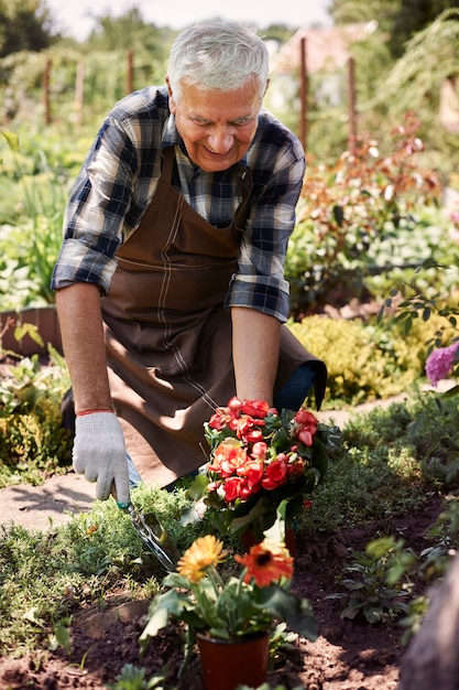 Älterer Mann, der im Feld mit Blumen arbeitet