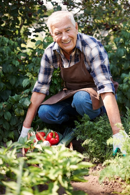 Älterer Mann, der im Feld mit einer Kiste des Gemüses arbeitet