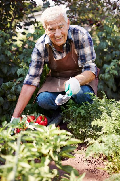 Älterer Mann, der im Feld mit einer Kiste des Gemüses arbeitet