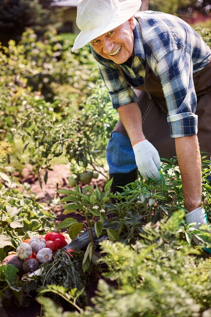 Älterer Mann, der im Feld mit einer Kiste des Gemüses arbeitet