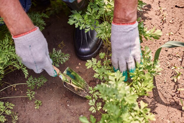 Älterer Mann, der im Feld mit Pflanzen arbeitet