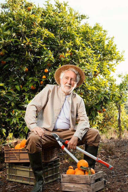 Älterer Mann, der Orangen kultiviert