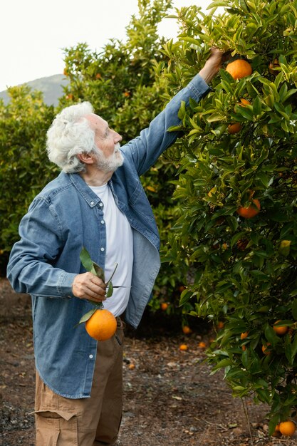 Älterer Mann, der Orangenbäume erntet