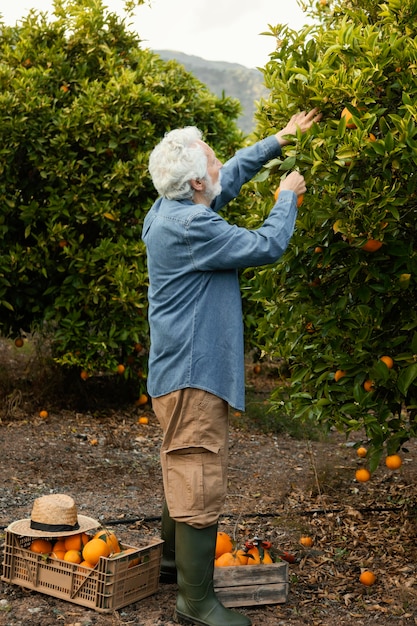 Älterer Mann, der Orangenbäume erntet