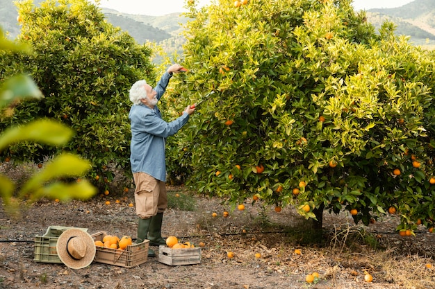 Älterer Mann, der Orangenbäume erntet