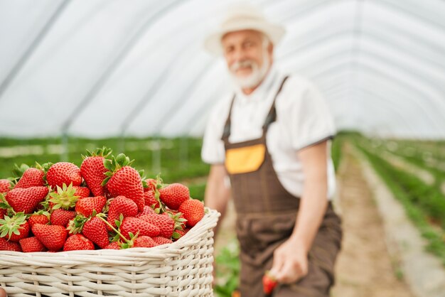 Älterer Mann, der reife saftige rote Erdbeere erntet