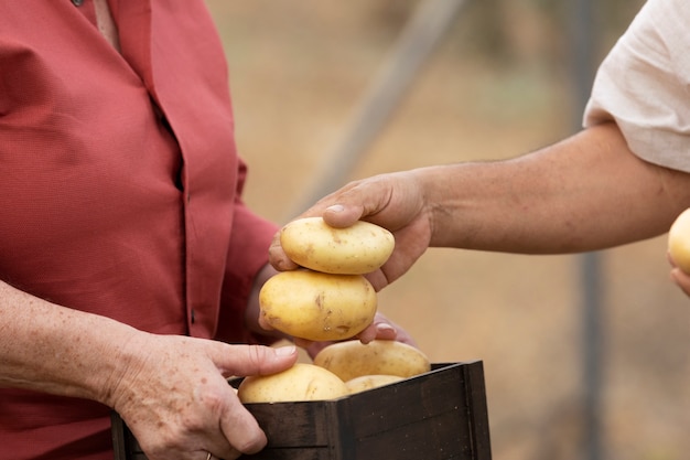 Älteres Ehepaar pflücken Kartoffeln aus ihrem ländlichen Hausgarten