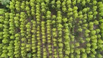 Kostenloses Foto luftaufnahme der grünen baum wald