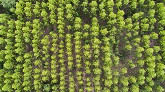 Luftaufnahme der grünen Baum Wald