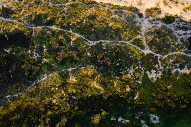 Luftaufnahme der schönen Natur nahe dem Sandstrand an einem sonnigen Tag