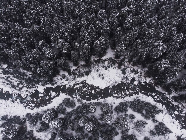 Luftaufnahme der schönen schneebedeckten Kiefern im Wald