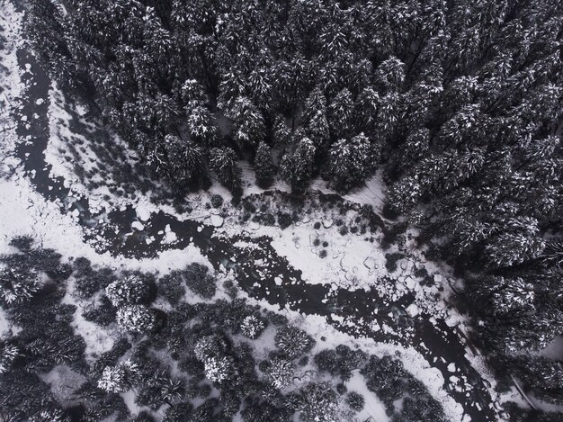 Luftaufnahme der schönen schneebedeckten Kiefern im Wald