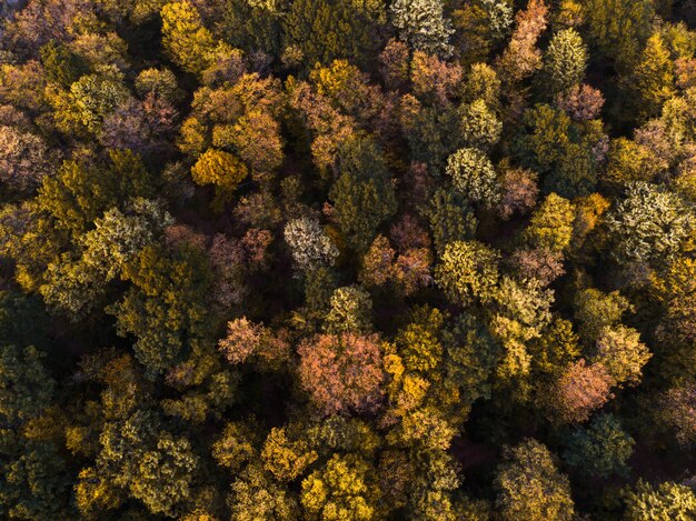 Luftaufnahme des Herbstwaldes