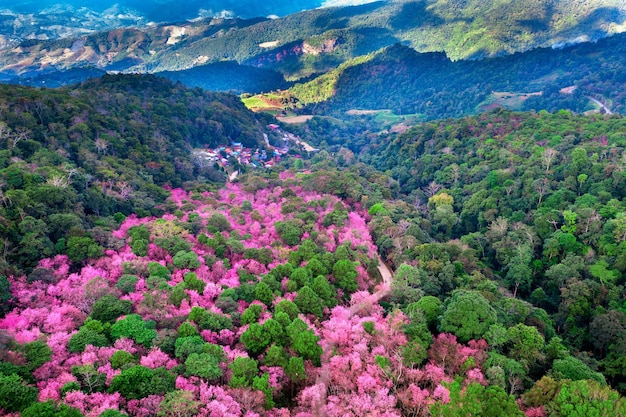 Luftaufnahme des Kirschblütenbaums in den Bergen von Phu Chi Fa in der Provinz Chiang Rai Thailand