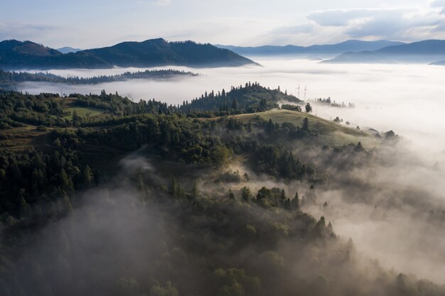 Luftaufnahme des Waldes eingehüllt in Morgennebel