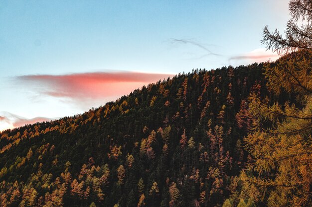 Luftaufnahme des Waldes während des Sonnenuntergangs