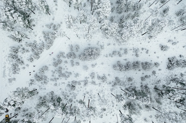 Luftaufnahme des wunderschönen Waldes, der komplett mit Schnee bedeckt ist