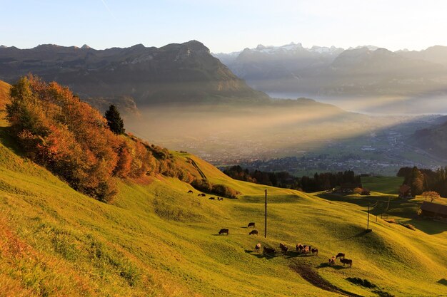 Luftaufnahme einer Berglandschaft mit Kühen am Berghang